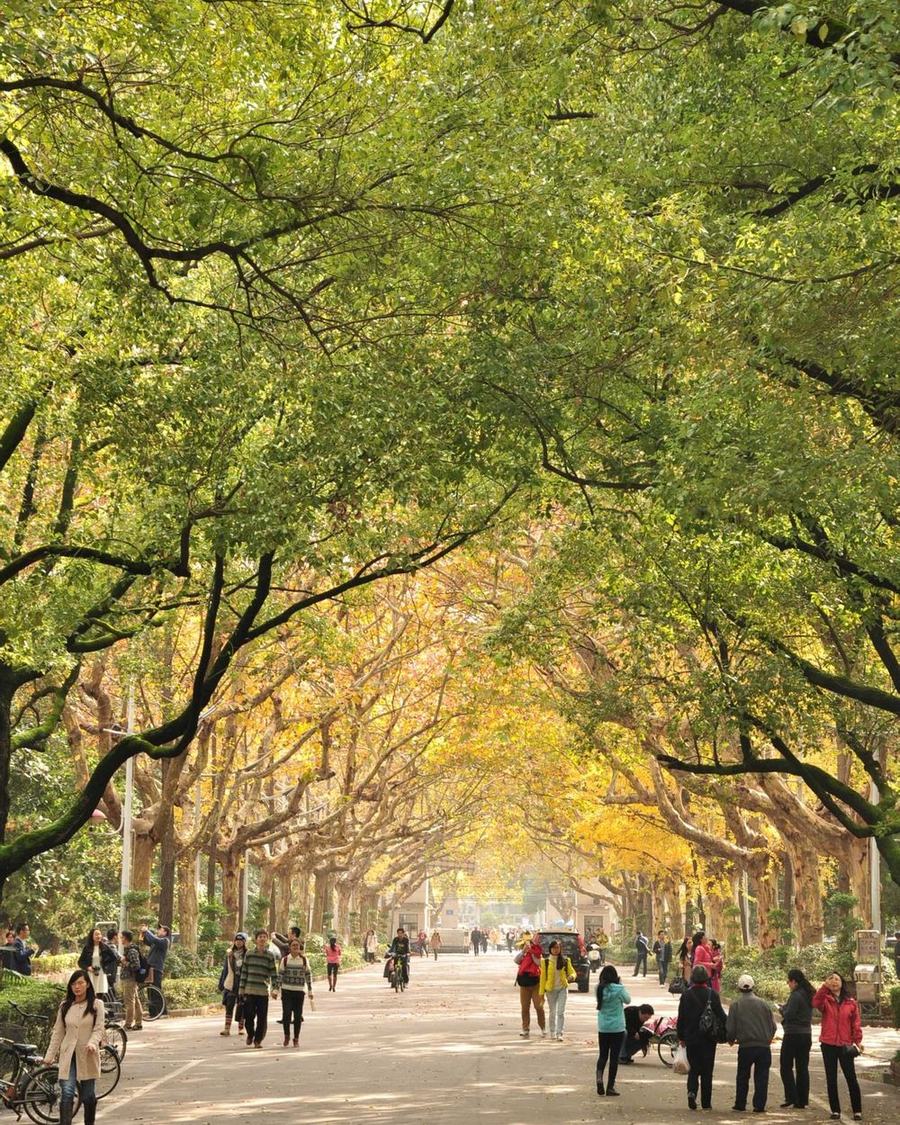A tree-lined avenue in autumn on the Gulou campus of Nanjing University.